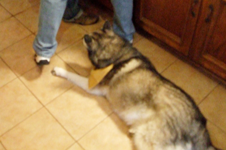 Thanksgiving 2010 31.JPG